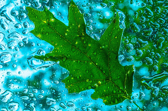 Leaf behind glass