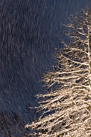 Tree VS. Snow