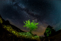 Mountain Tree