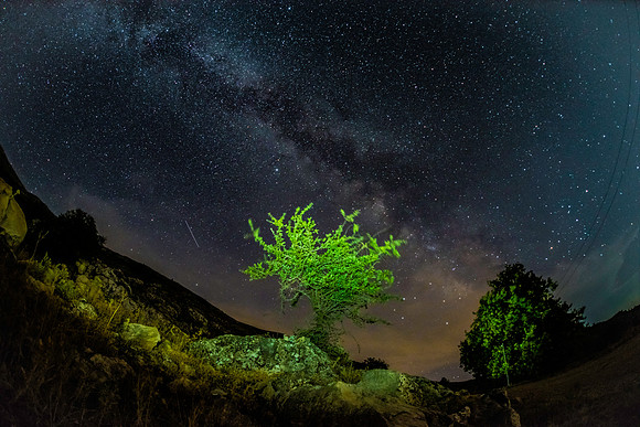 Mountain Tree