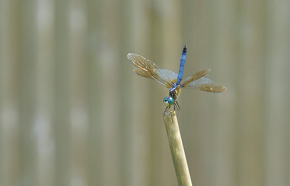 Blue Dragonfly