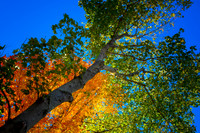 Foliage Colors