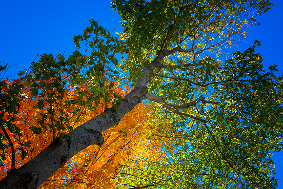 Foliage Colors