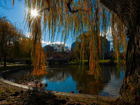 Boston Public Garden